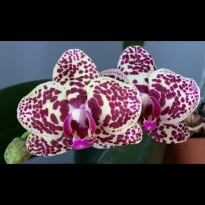 Meet your Posher, Barbara